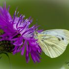 Schmetterling