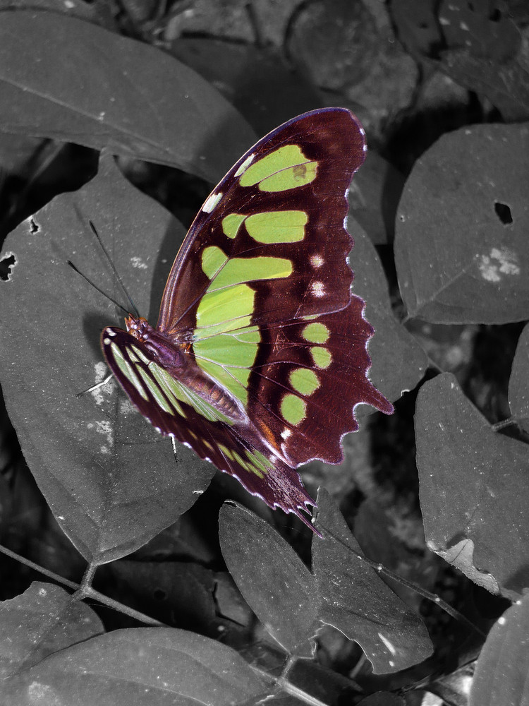 Schmetterling