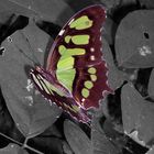 Schmetterling