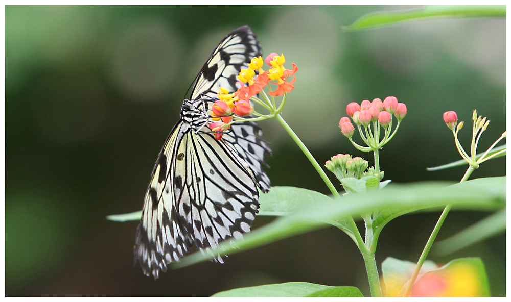 Schmetterling