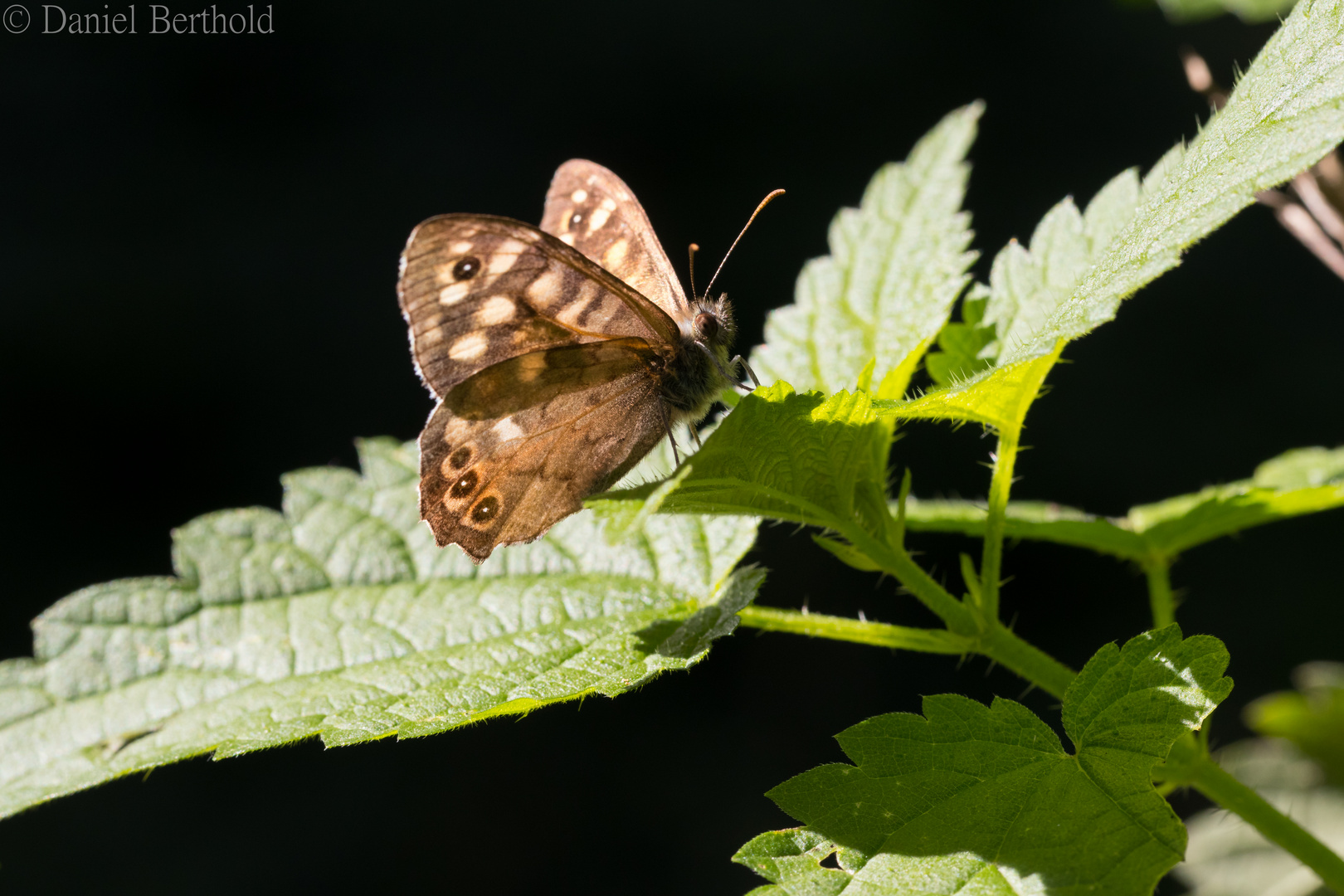 Schmetterling 