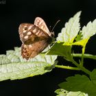 Schmetterling 