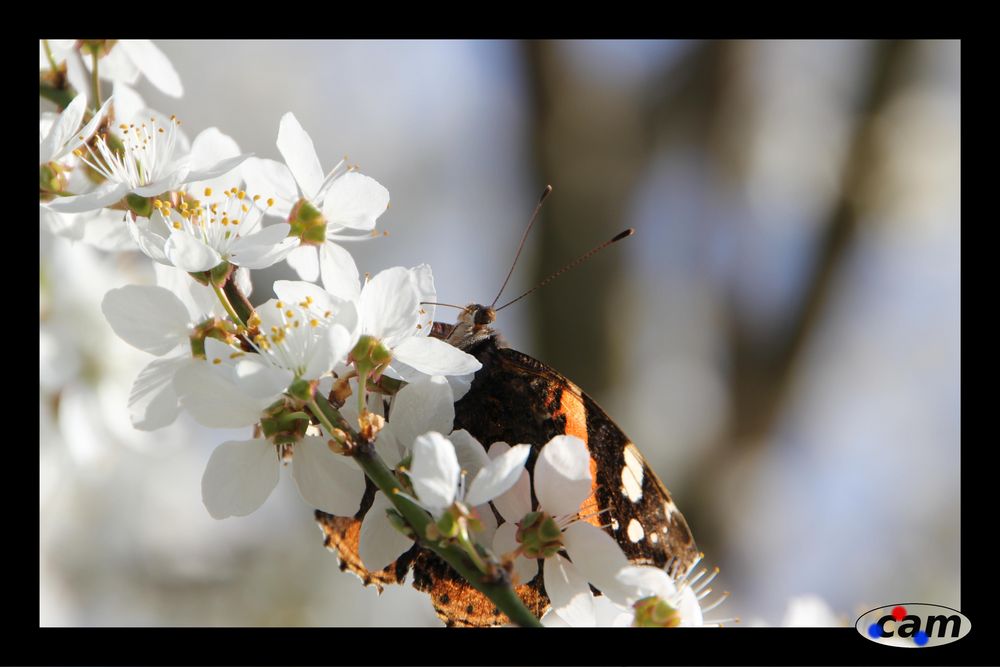 Schmetterling