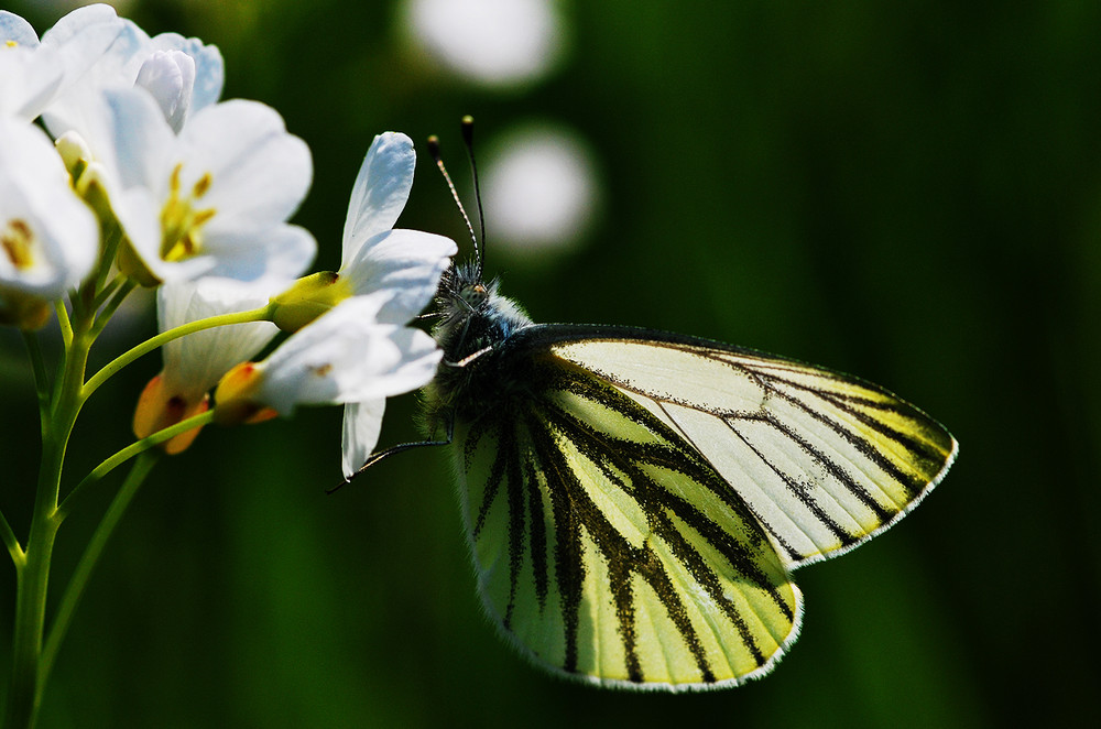 Schmetterling