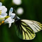 Schmetterling