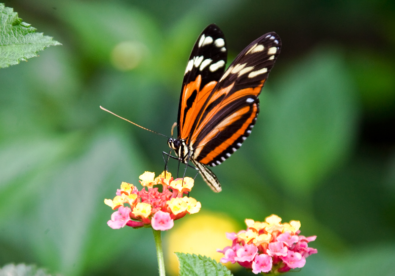 Schmetterling.