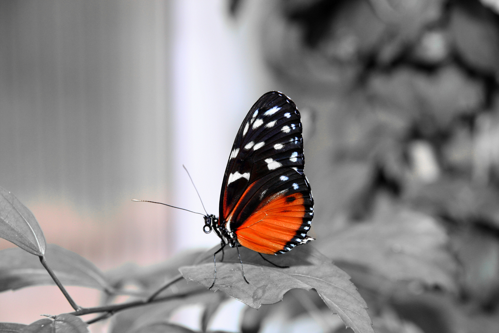 Schmetterling