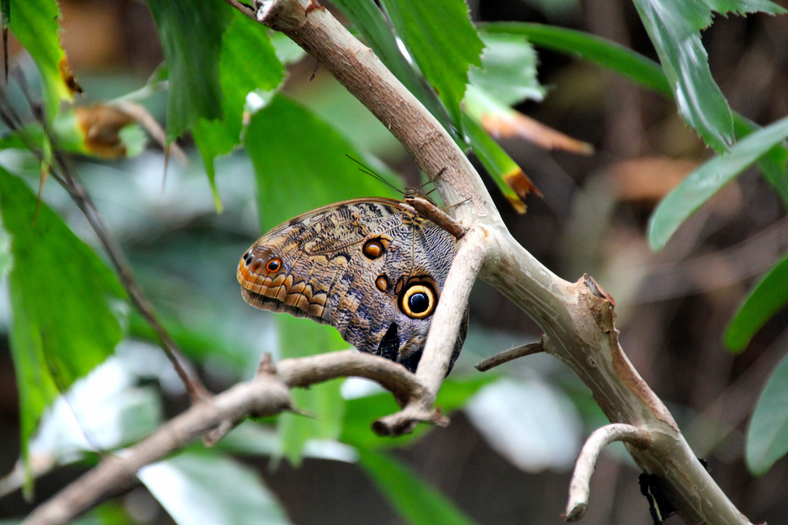 Schmetterling