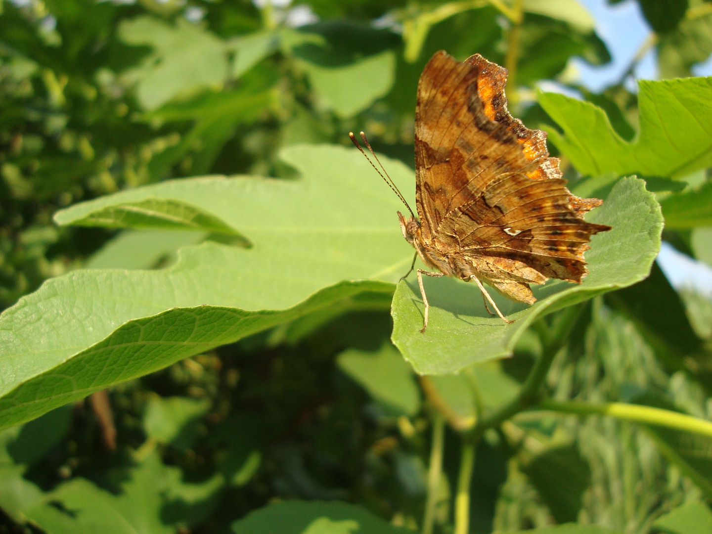 Schmetterling