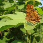 Schmetterling