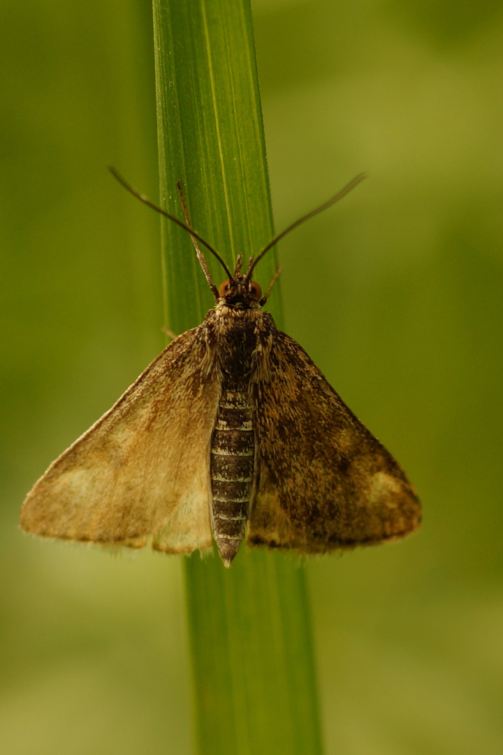 Schmetterling