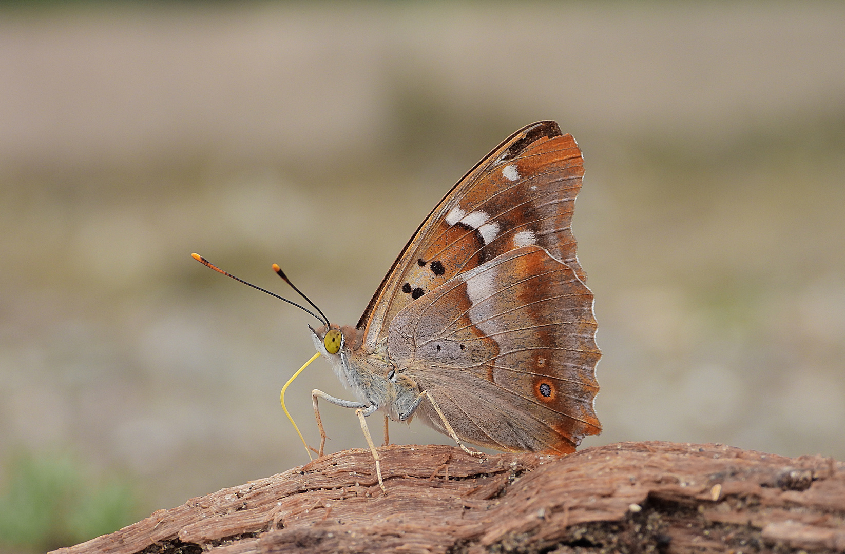 Schmetterling 