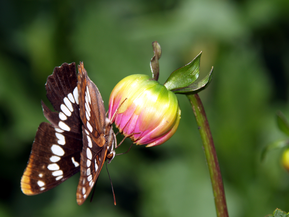 Schmetterling