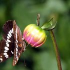 Schmetterling