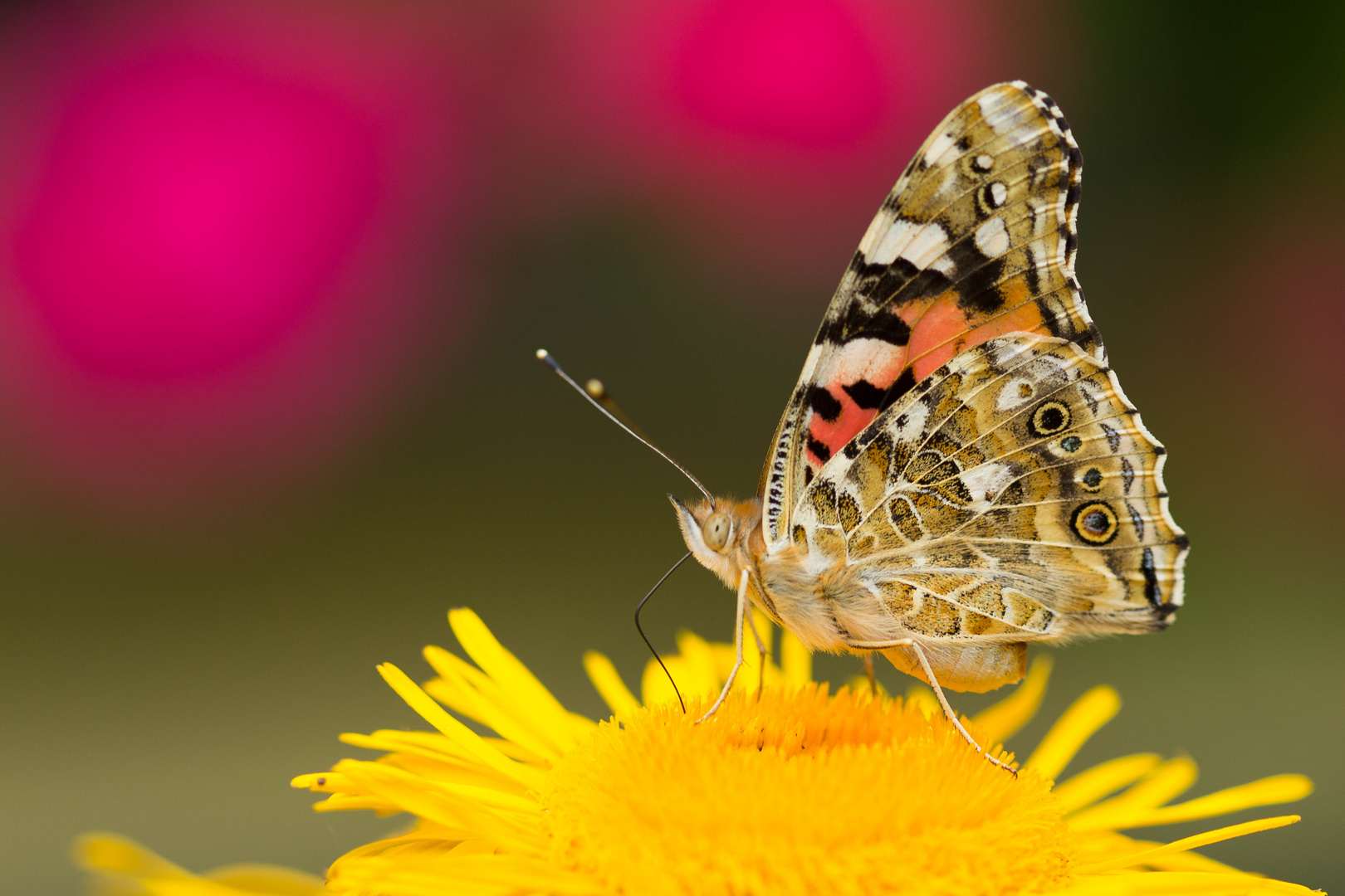 Schmetterling