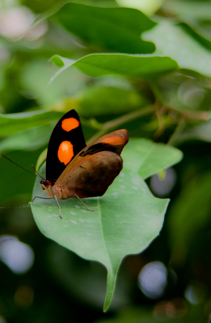 Schmetterling