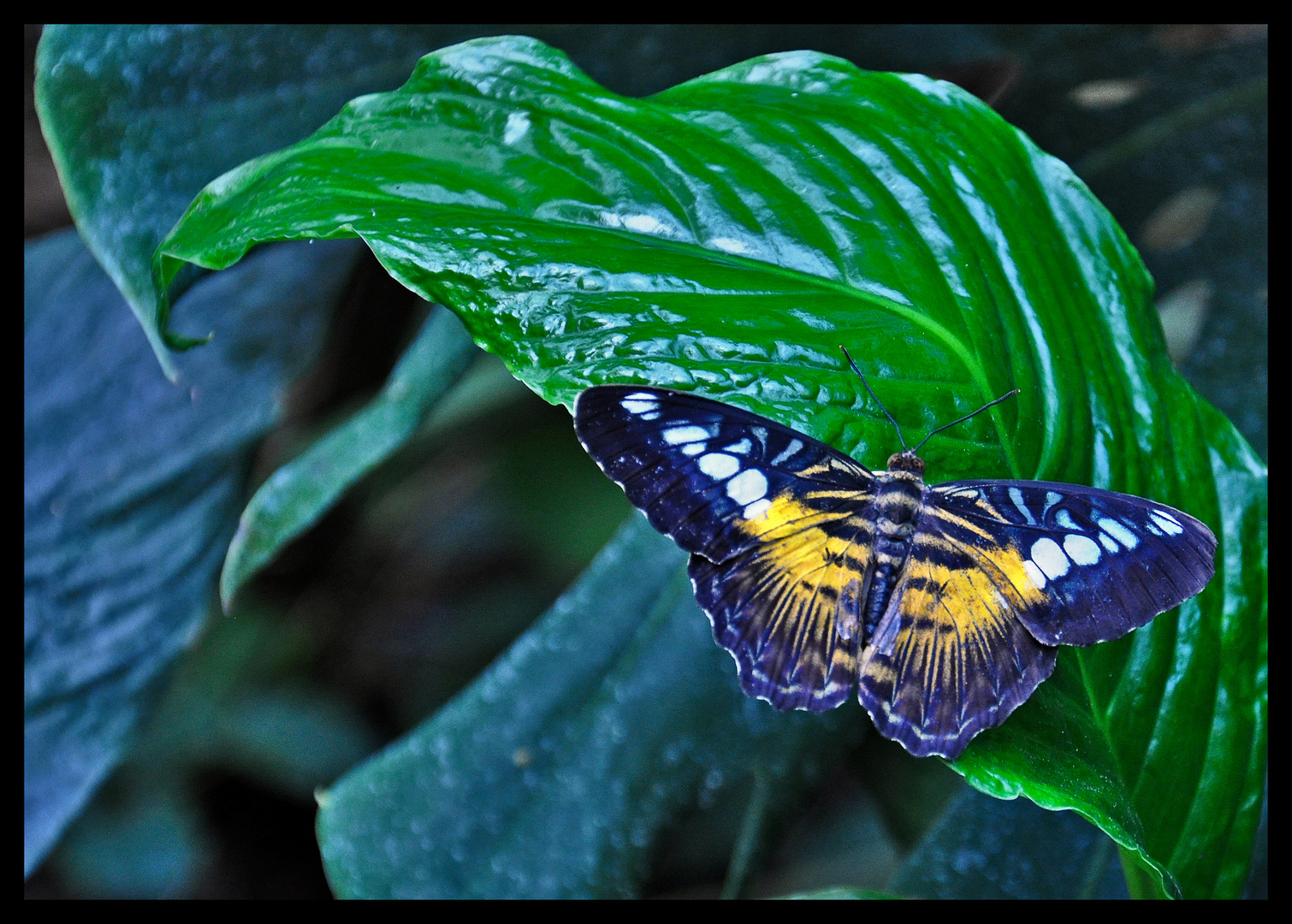 Schmetterling