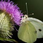 Schmetterling