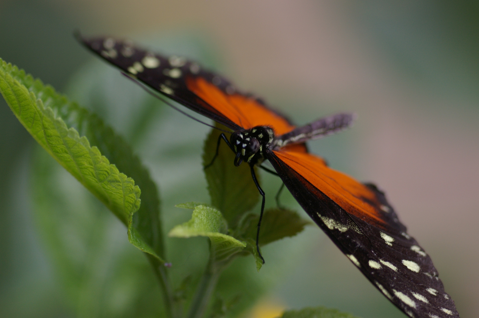 Schmetterling