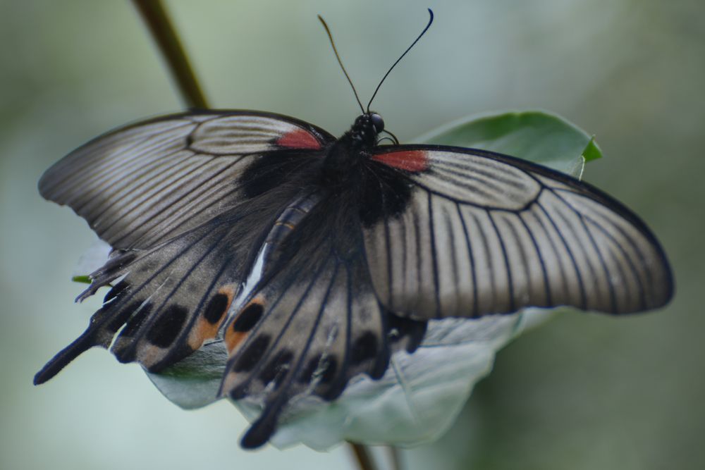 Schmetterling .