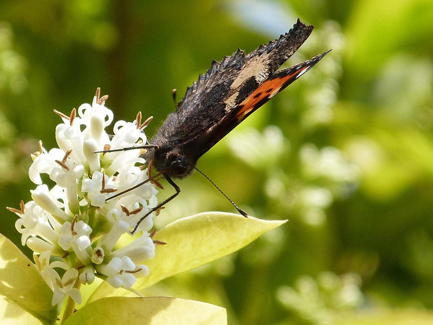 Schmetterling