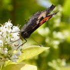 Schmetterling