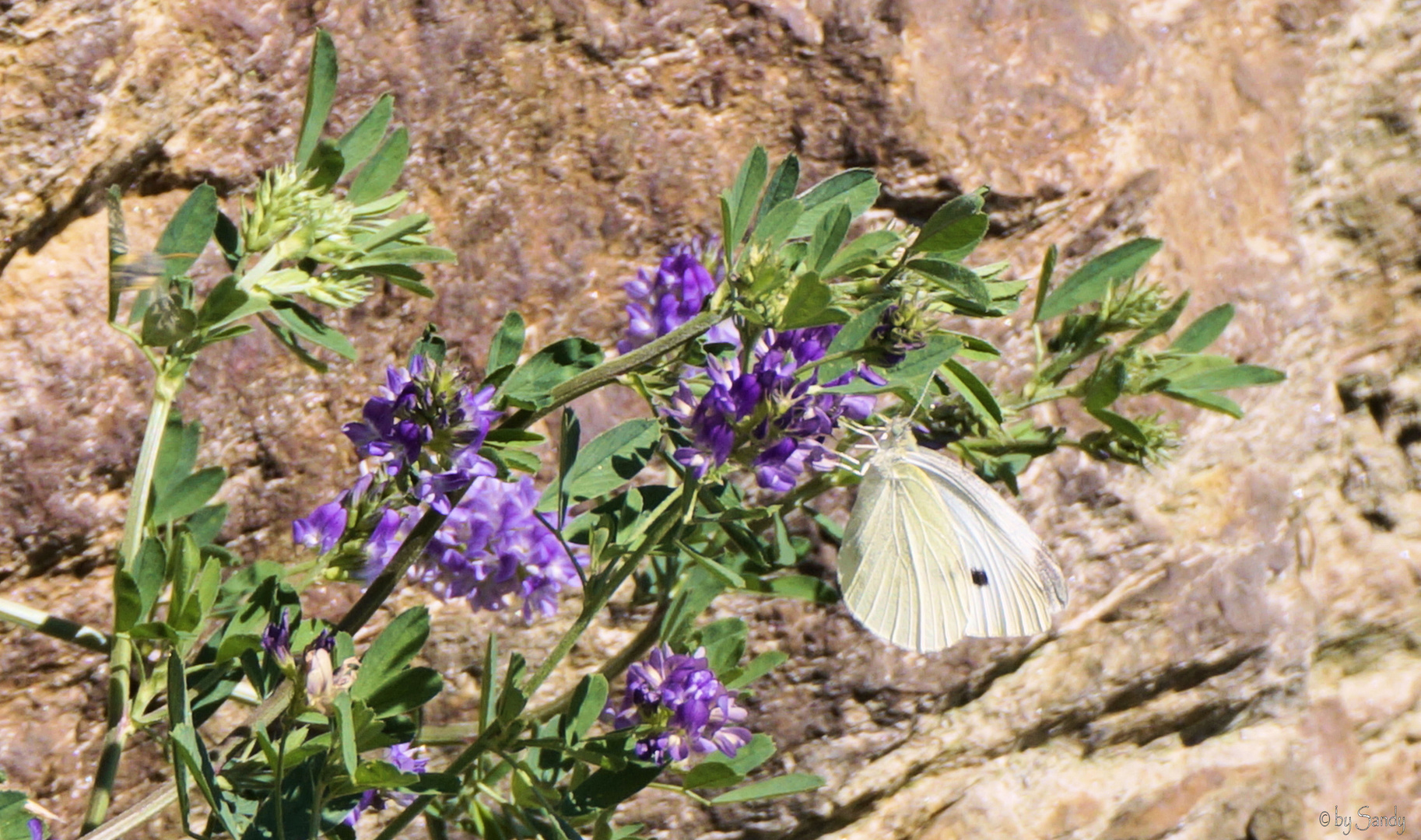 Schmetterling