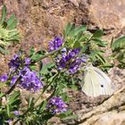 Schmetterling