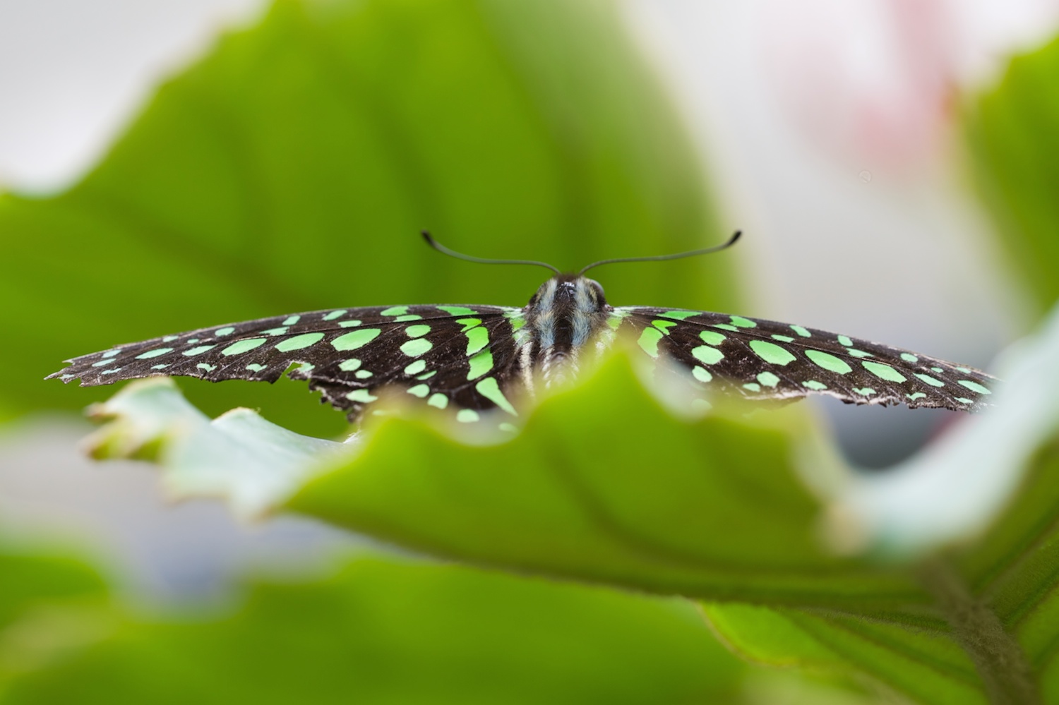 Schmetterling