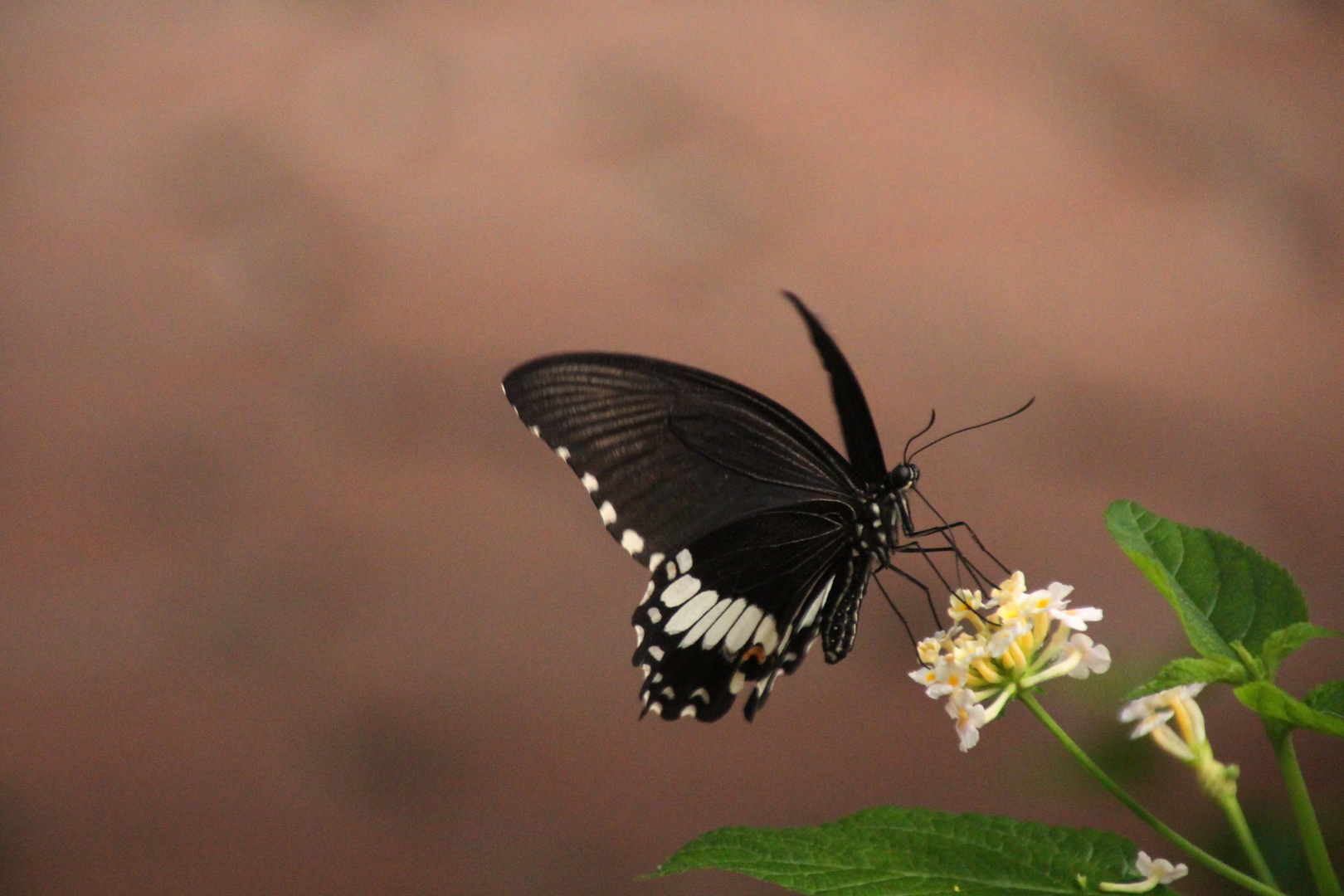 Schmetterling