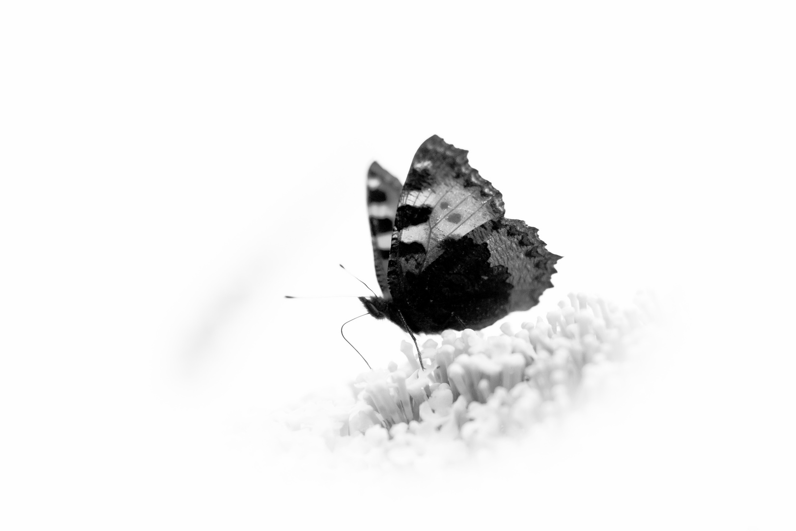 Schmetterling