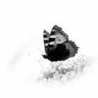 Schmetterling