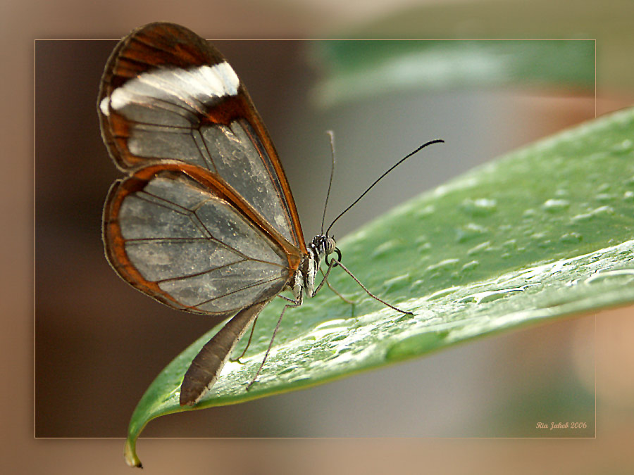 schmetterling .....