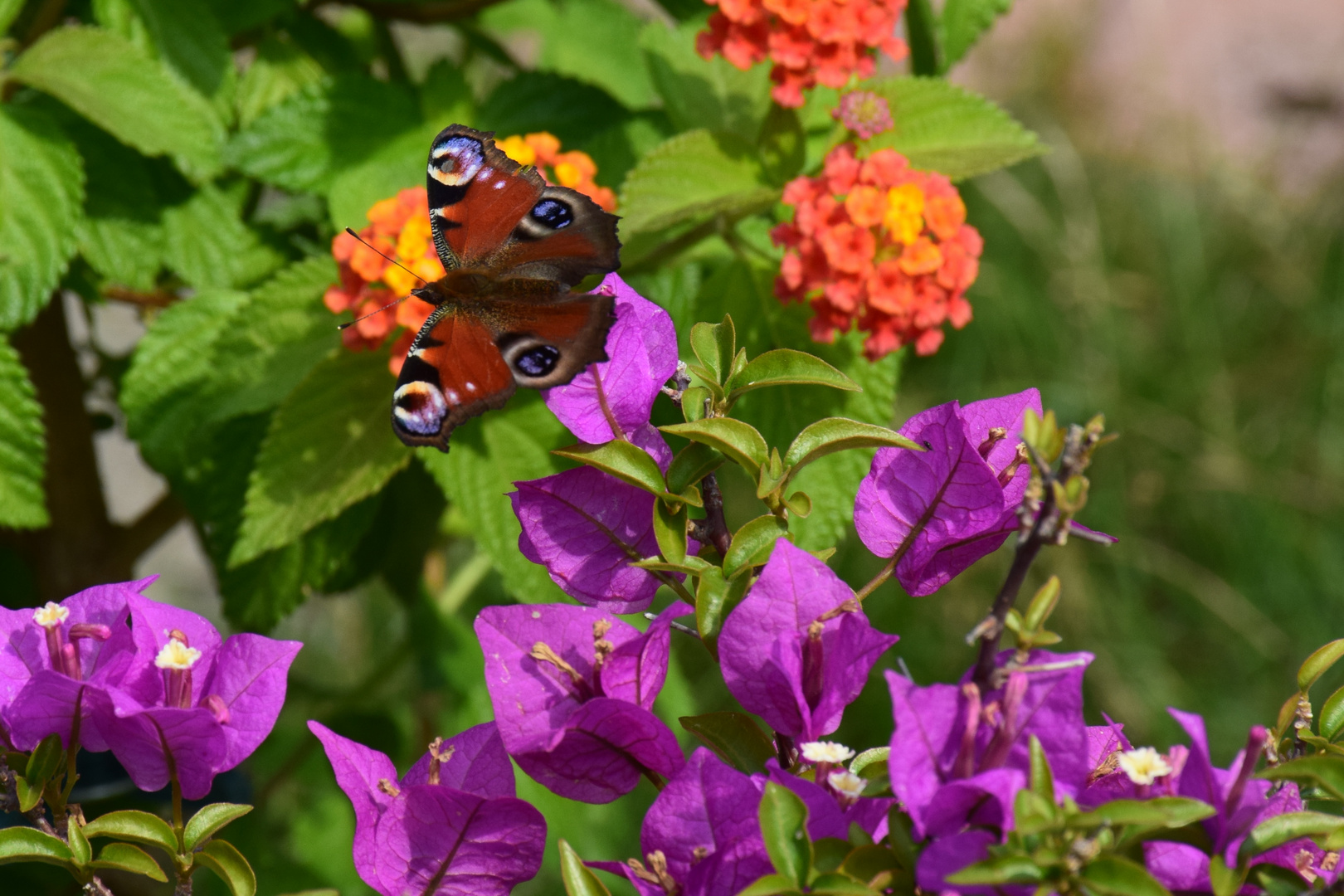 Schmetterling