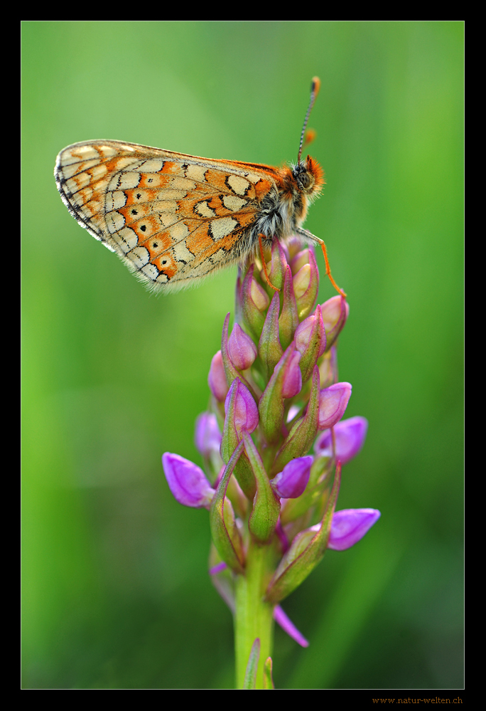 Schmetterling