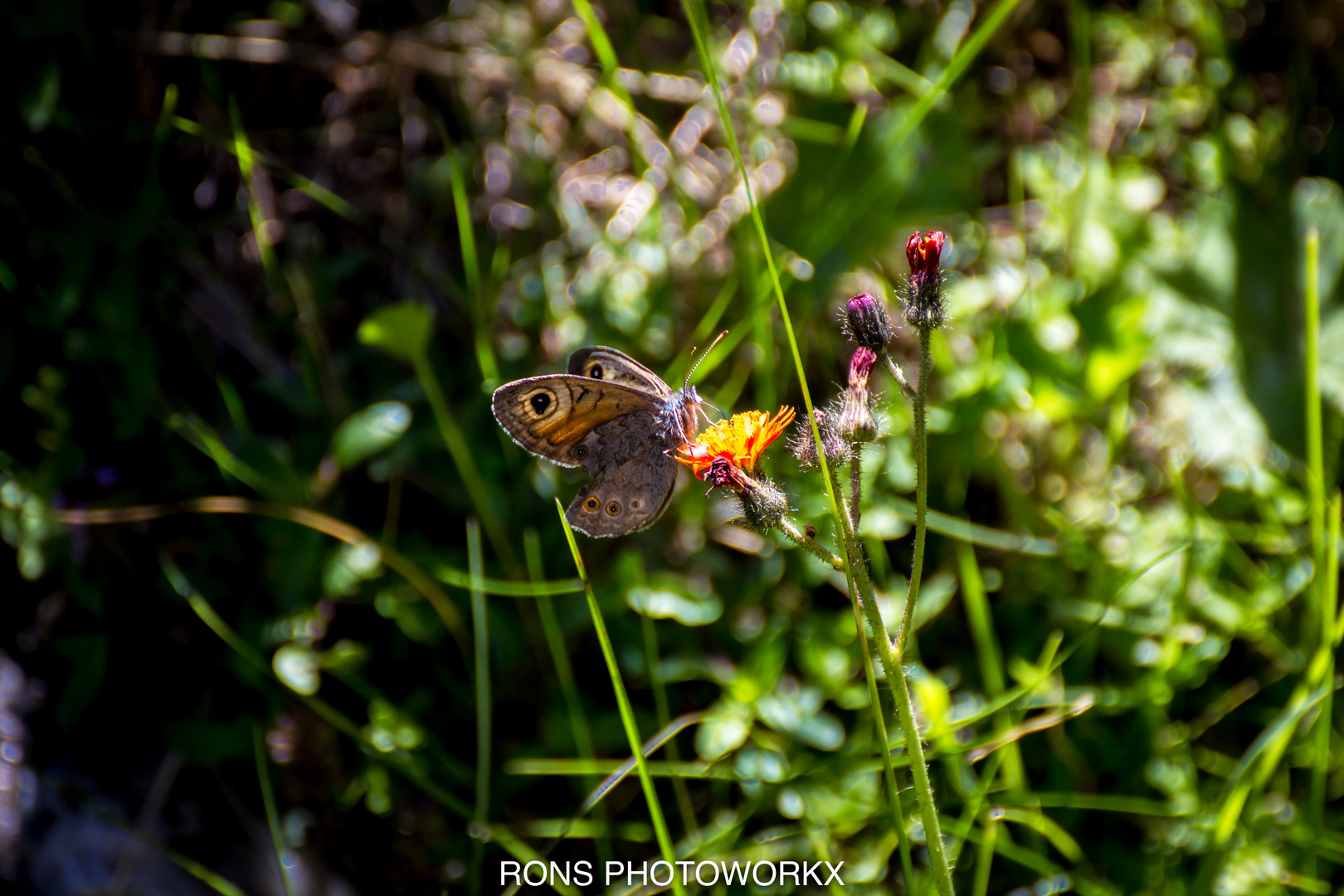 Schmetterling