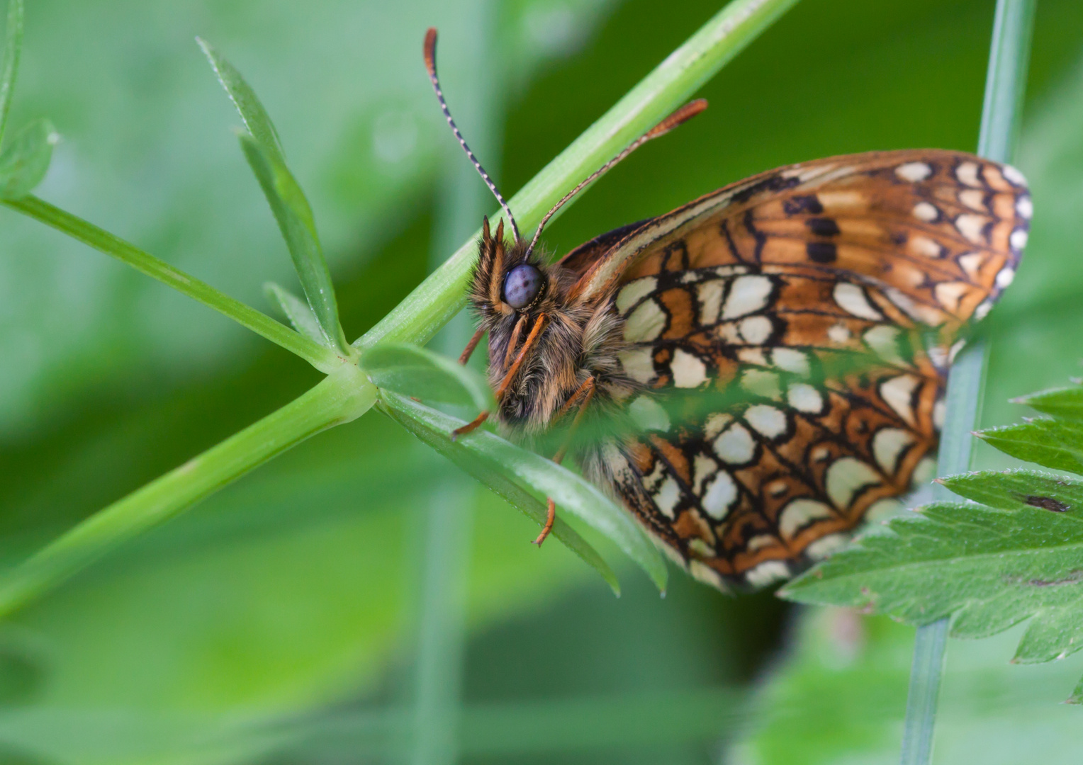 Schmetterling