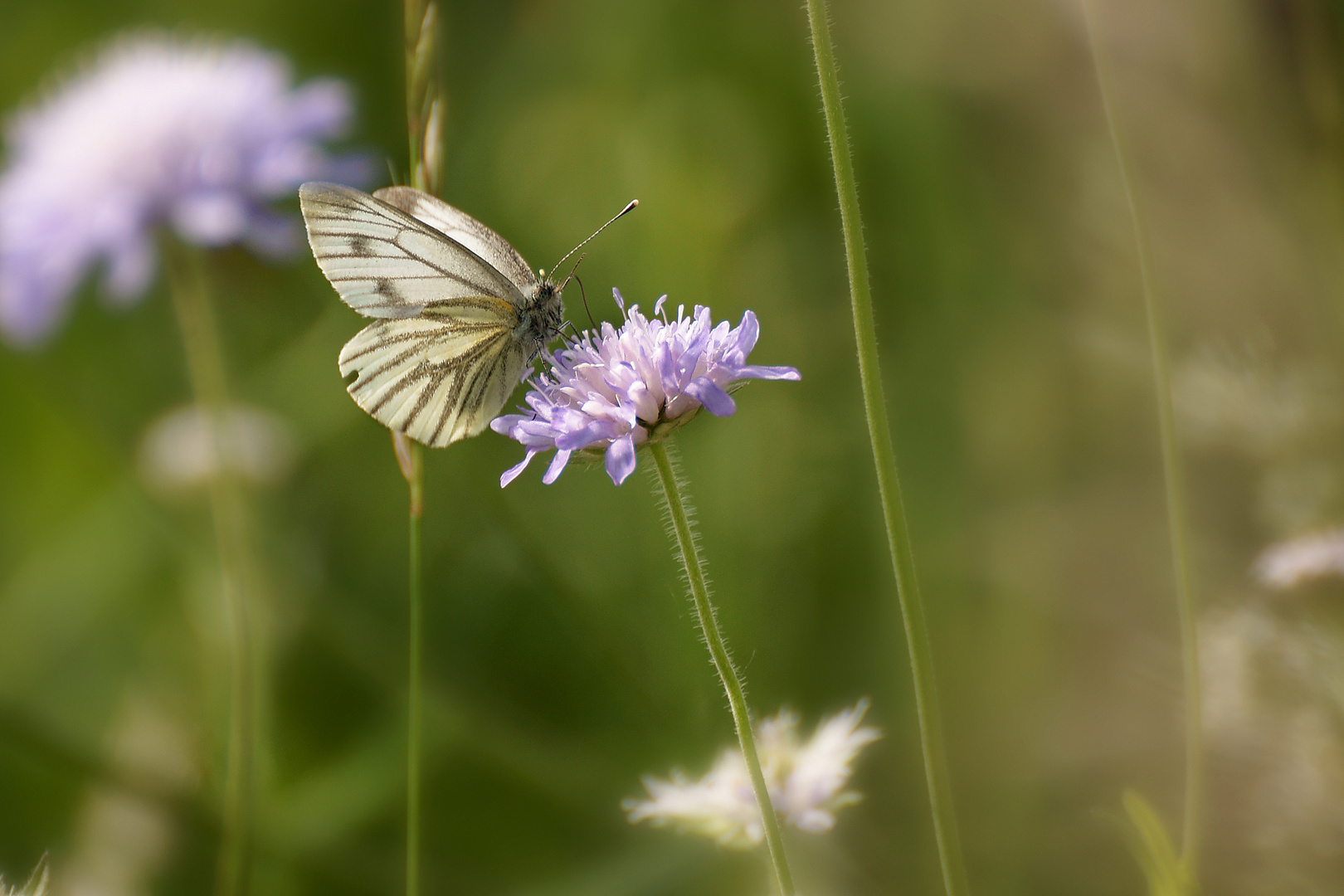 Schmetterling