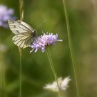 Schmetterling