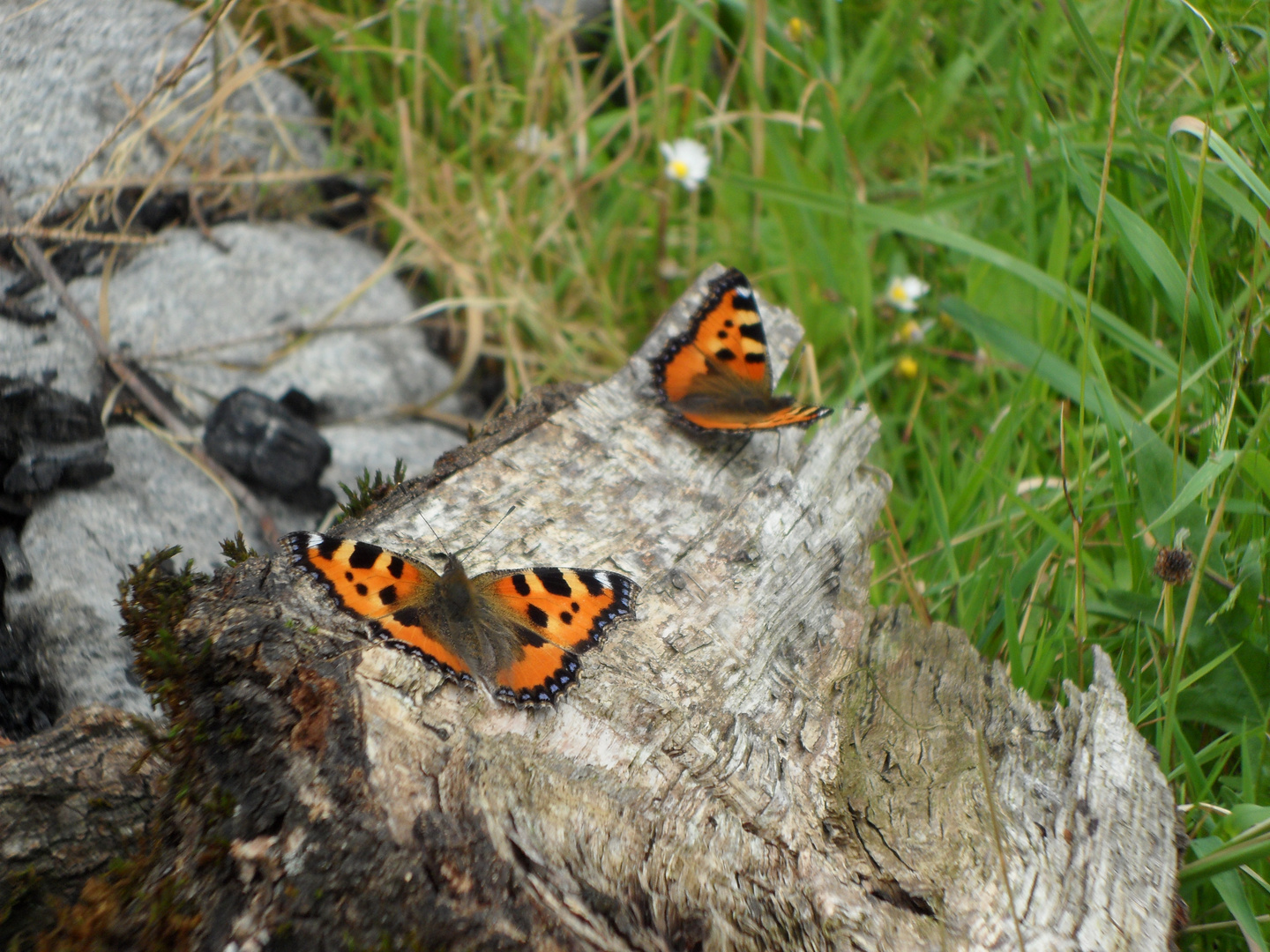 Schmetterling