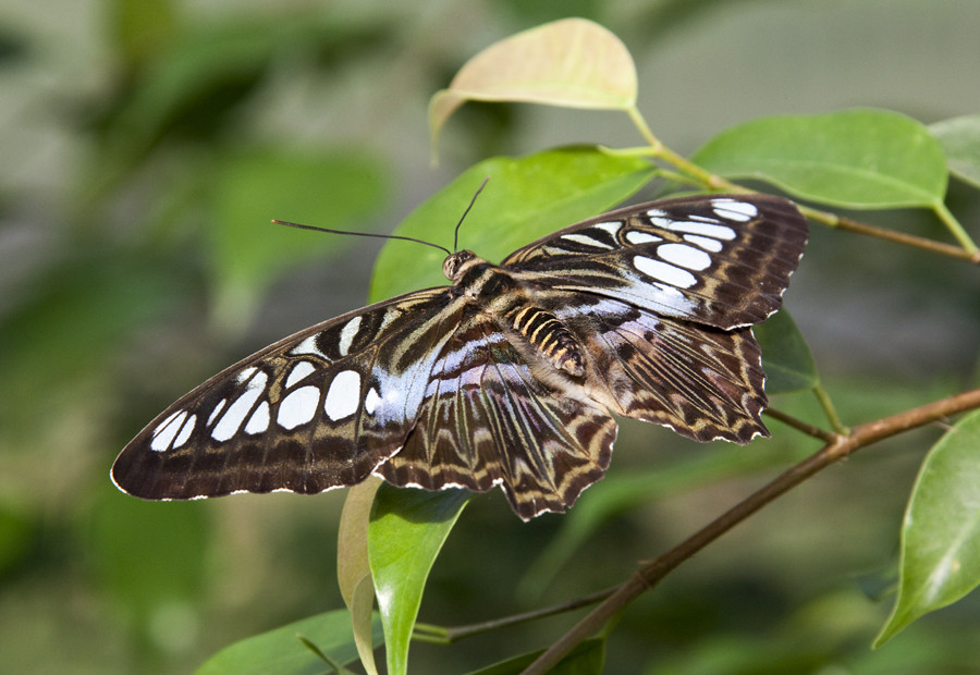 .Schmetterling.