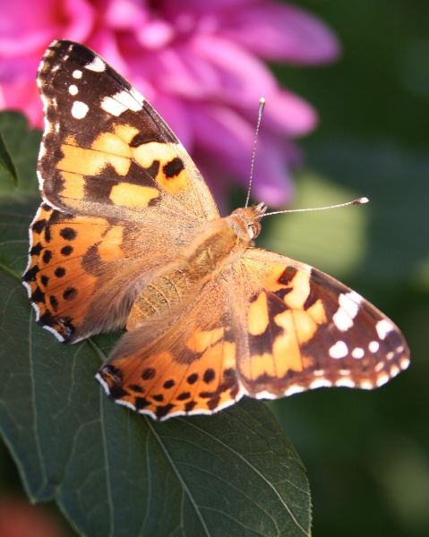 schmetterling