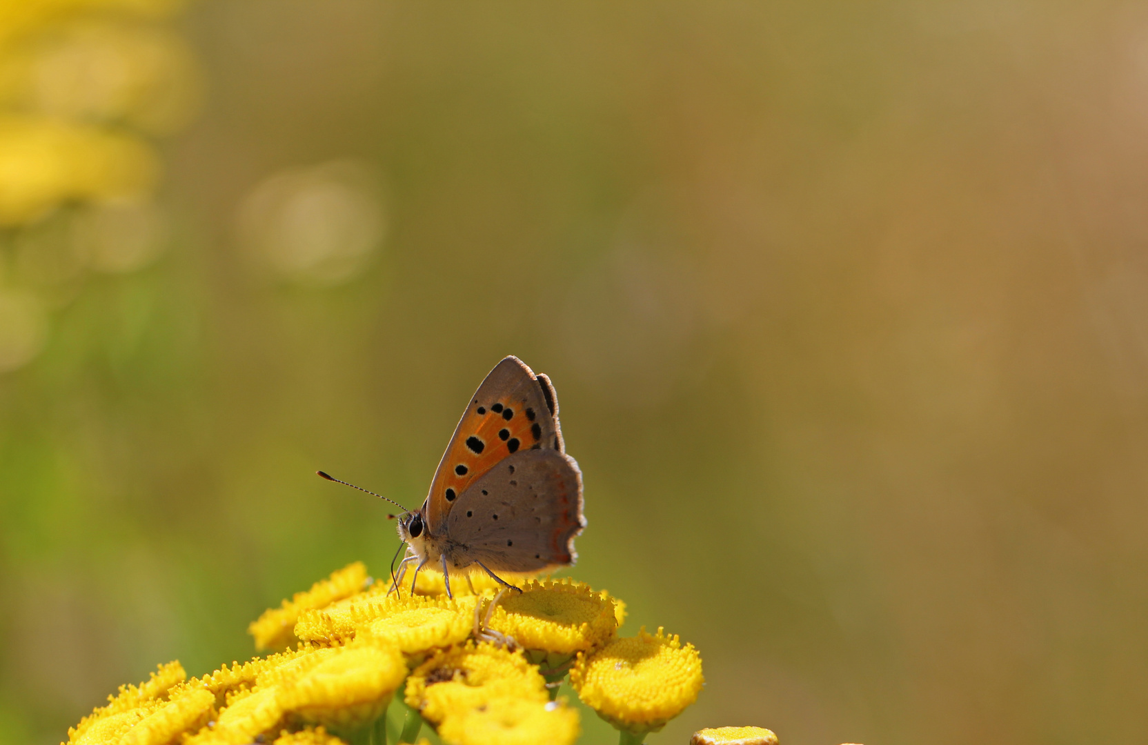 Schmetterling