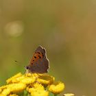 Schmetterling