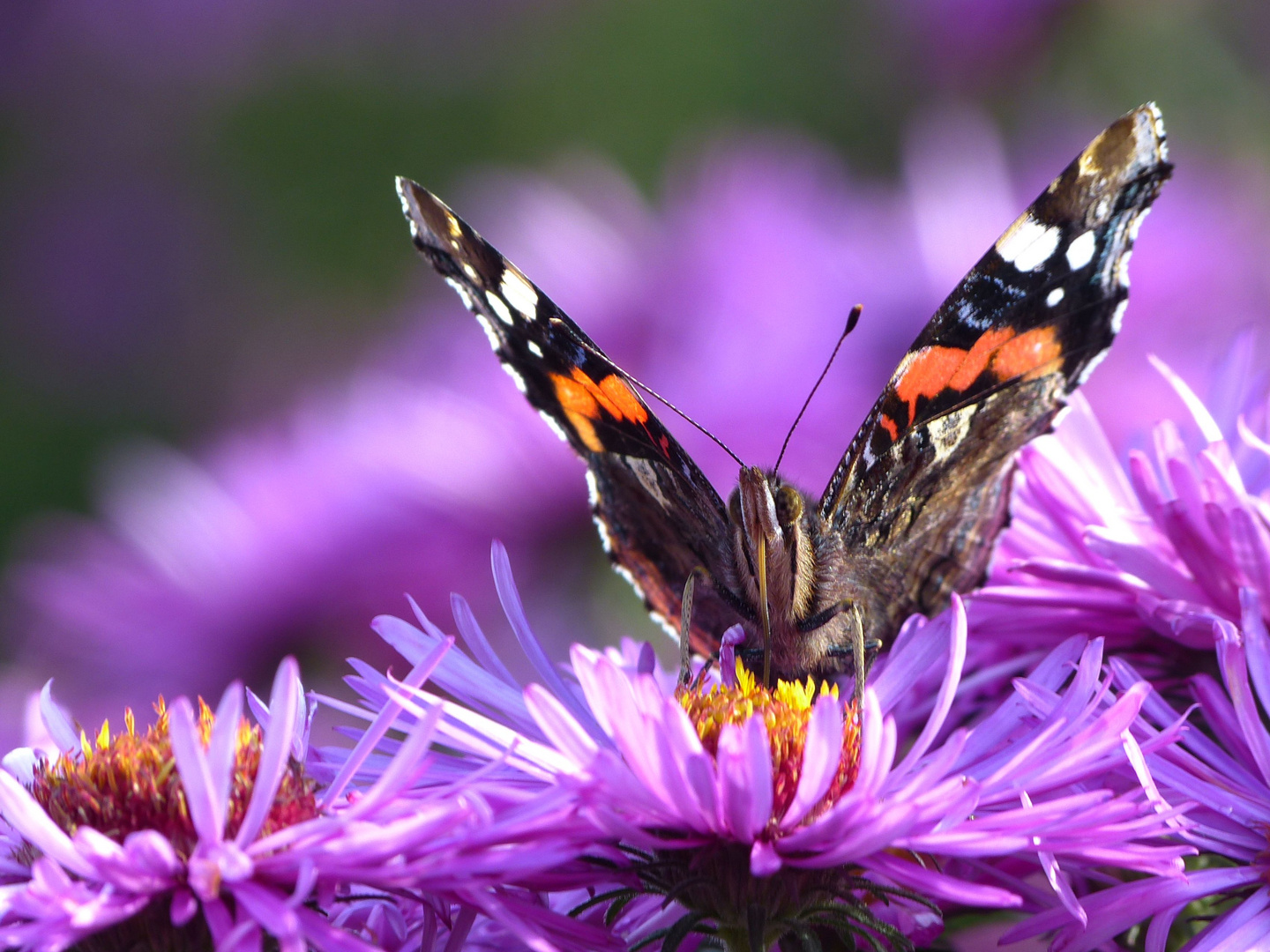 Schmetterling