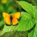 Schmetterling