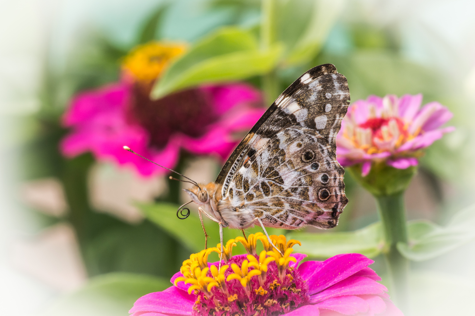 Schmetterling