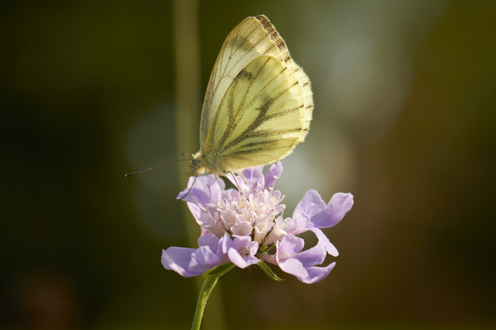 Schmetterling