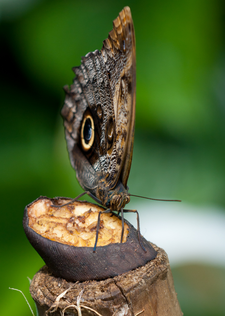 Schmetterling