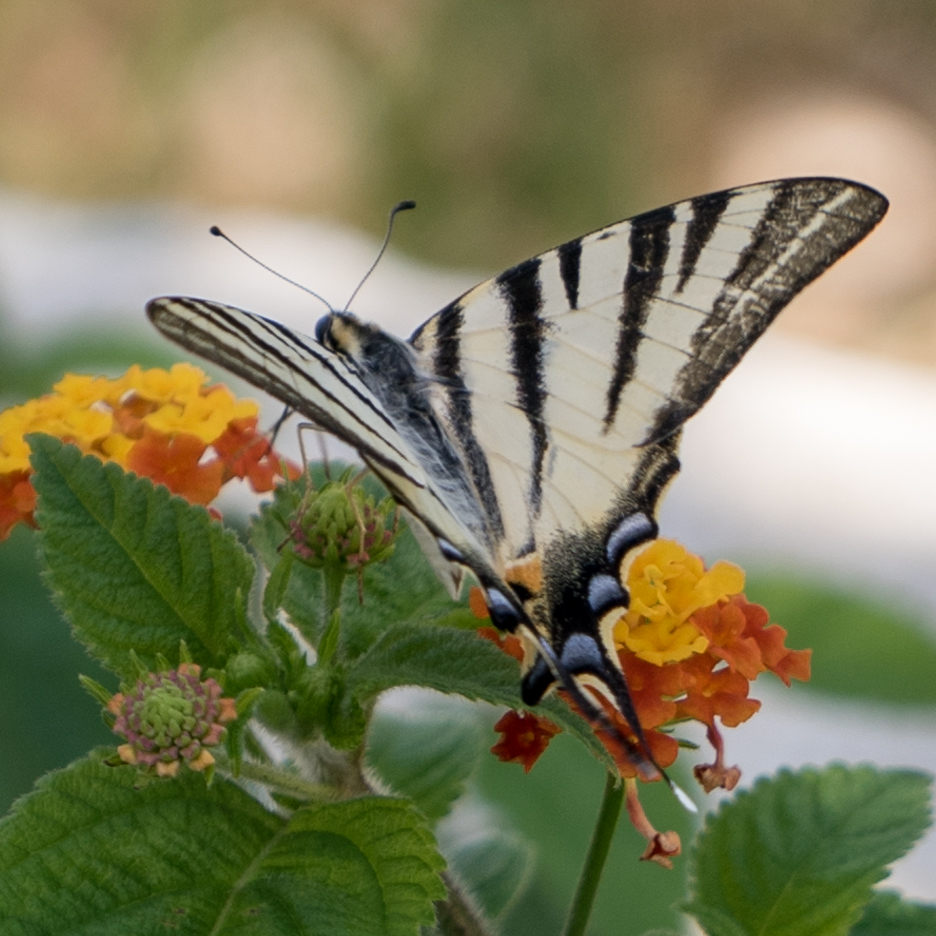 Schmetterling